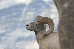 Big Horn Sheep | Clearwater